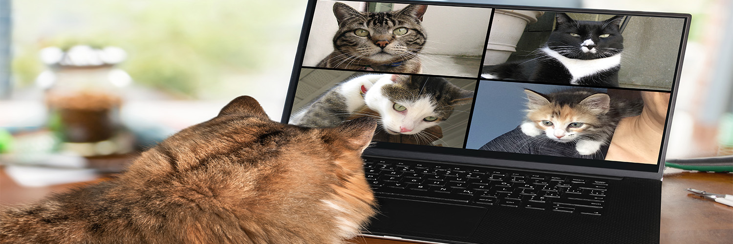 A laptop screen showing cats in a virtual meeting, symbolizing supportive and engaging quiz environments.